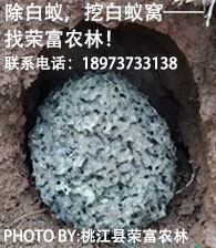 白蟻防治